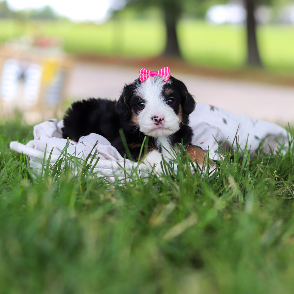 Hadley - Available 7/9