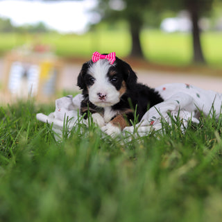 Hadley - Available 7/9
