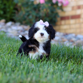 Hadley - Available 7/9