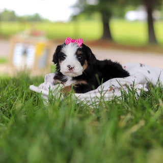 Hadley - Available 7/9