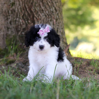 Hanna - Available 7/9