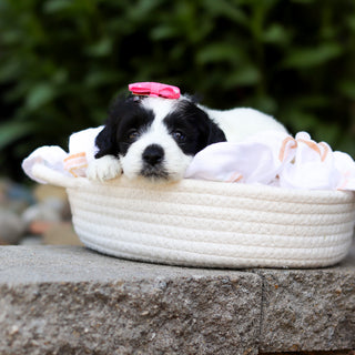 Tessa - Available 7/16