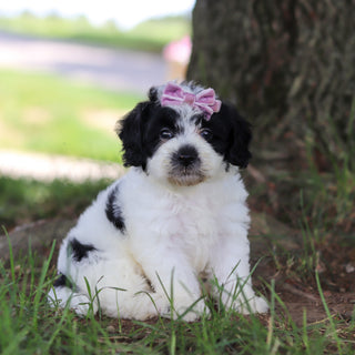 Tessa - Available 7/16