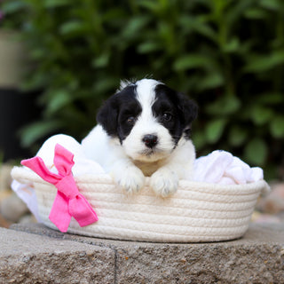 Trixie - Available 7/16