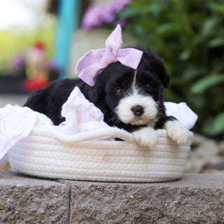 Tilly - Available 7/16
