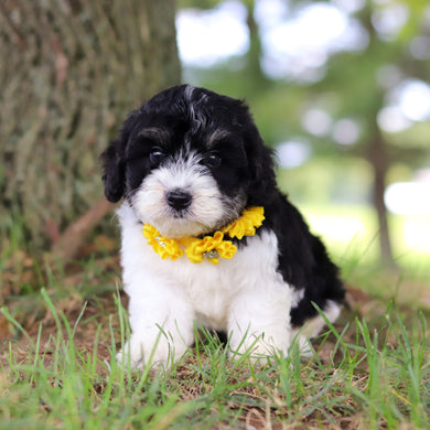 Tilly - Available 7/16