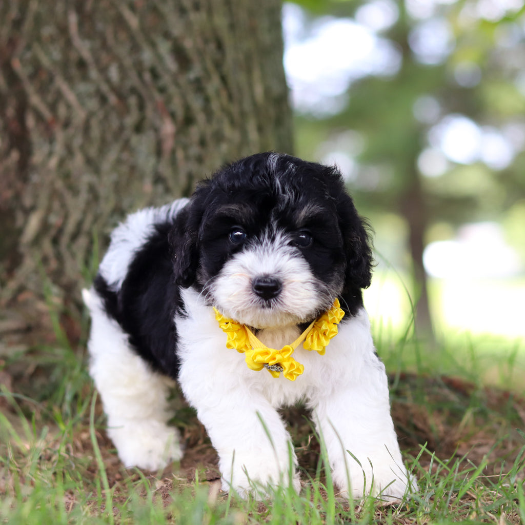 Tilly - Available 7/16