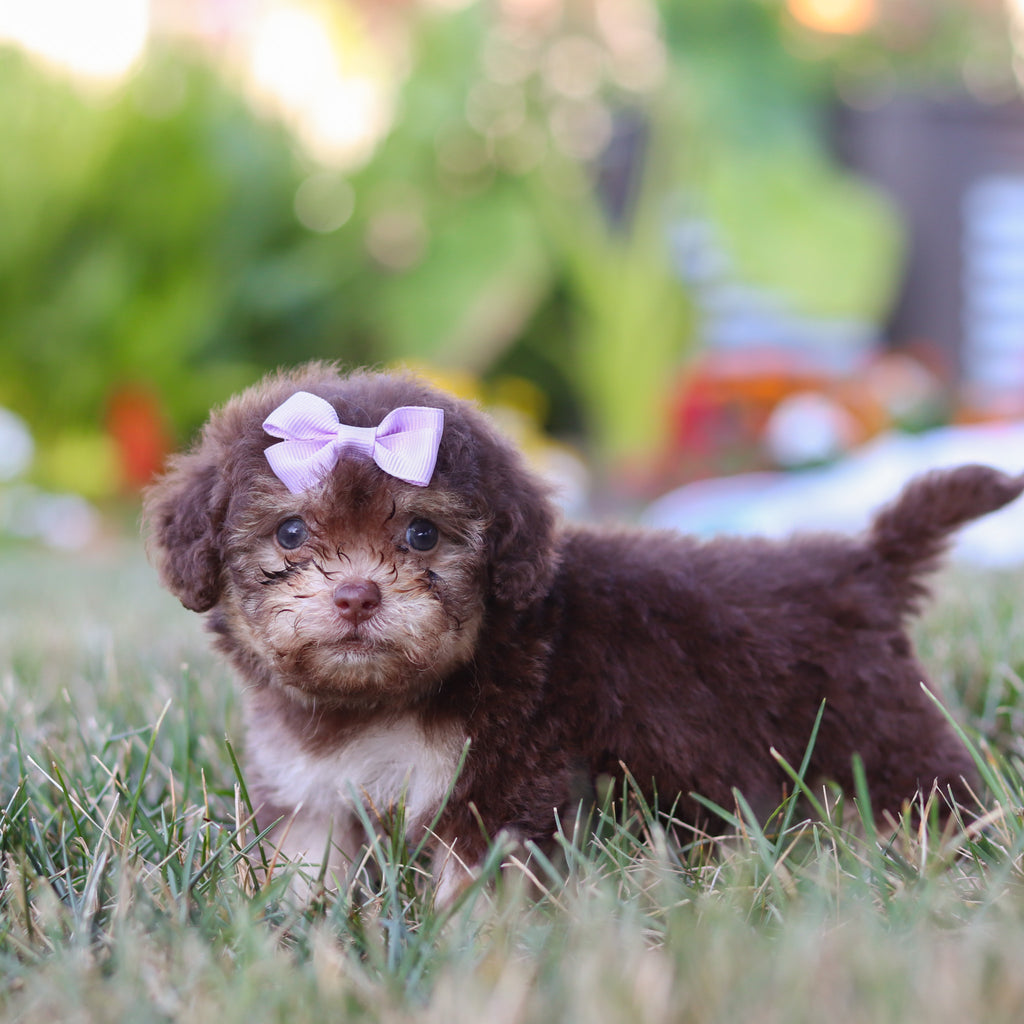 Mila - Available 8/20