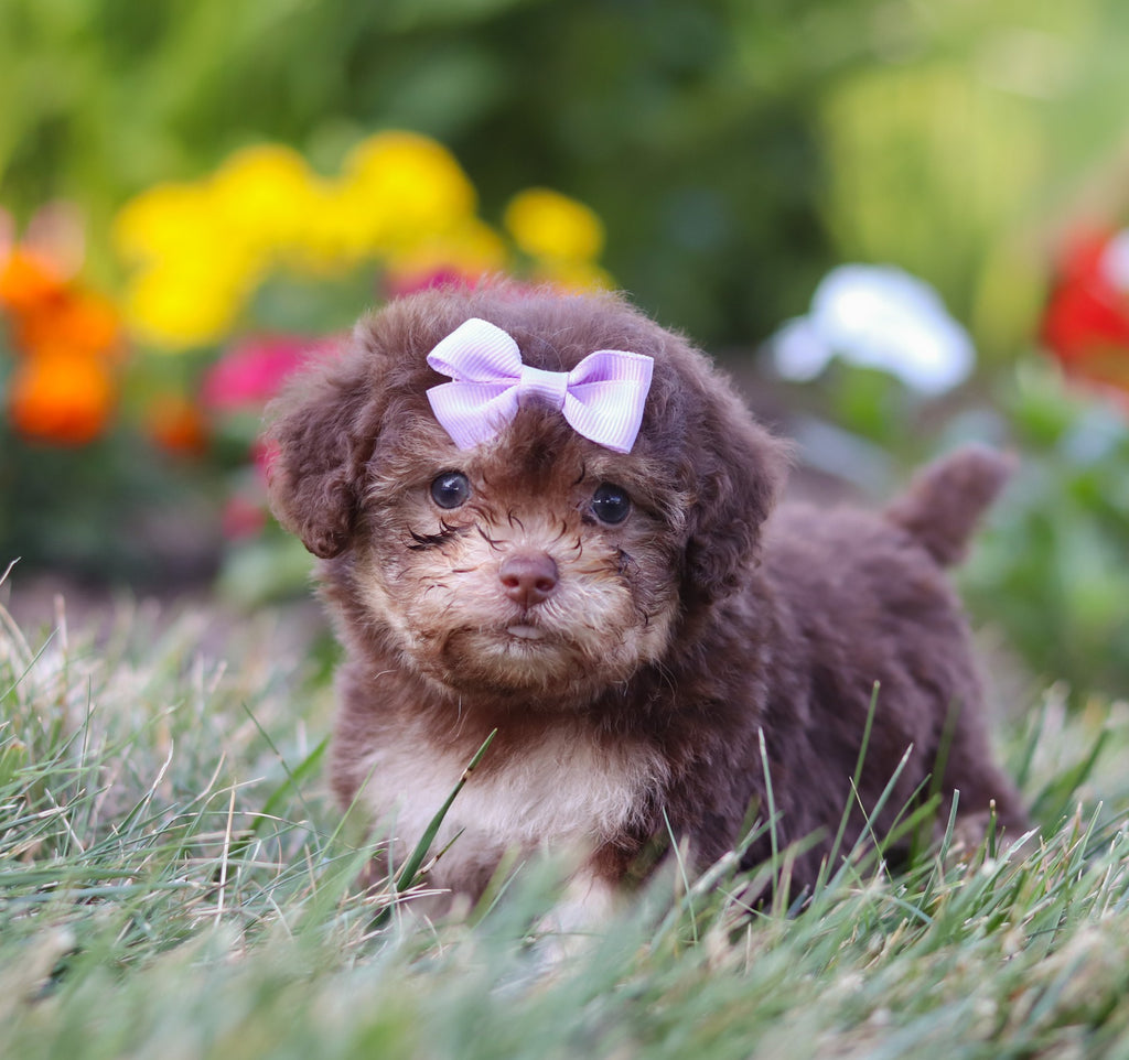 Mila - Available 8/20