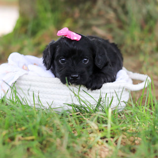Gladys - Available 8/6