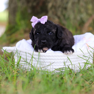 Debbie - Available 8/6