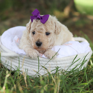 Delilah - Available 8/6