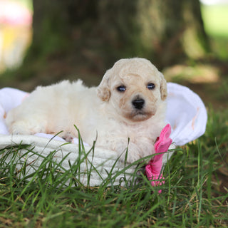 Dolly - Available 8/6