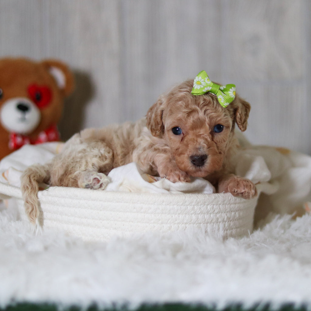 Matilda - Available 6/11