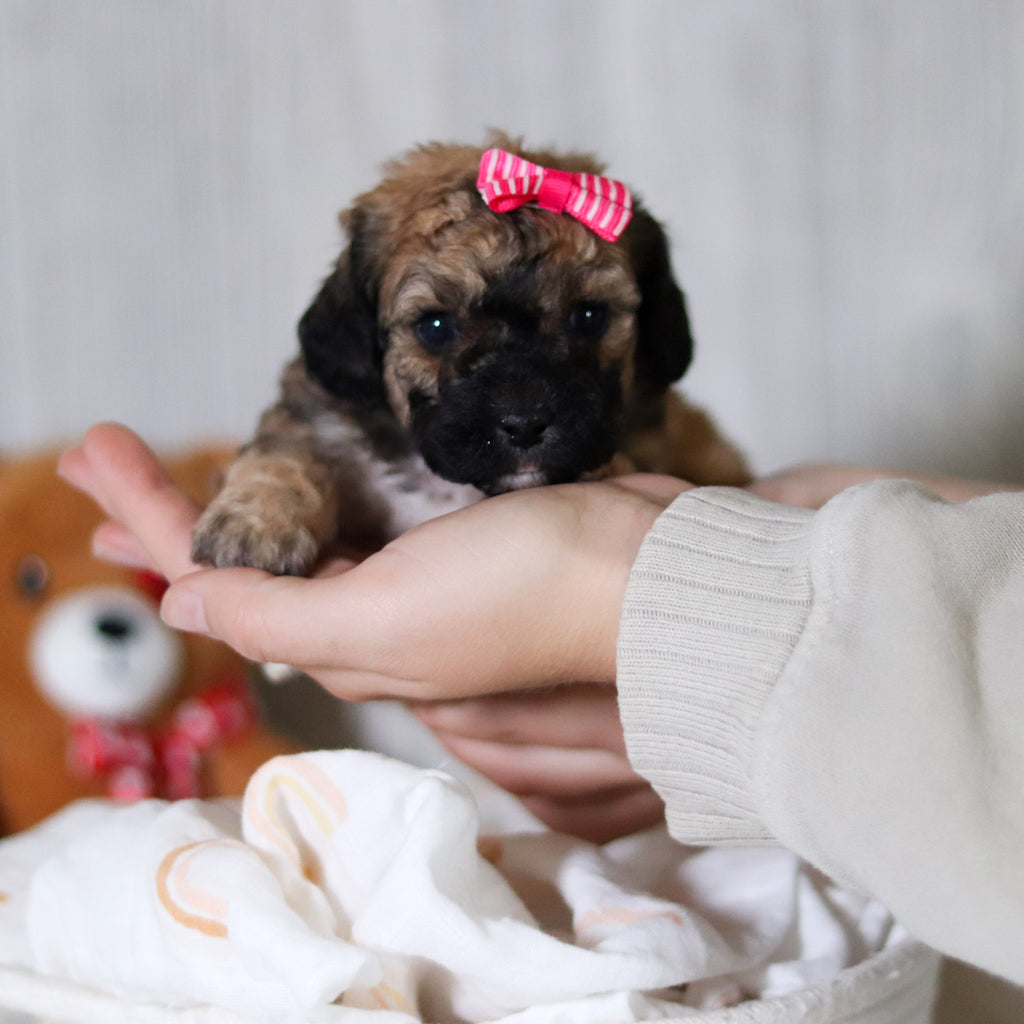 Maui - Available 6/11