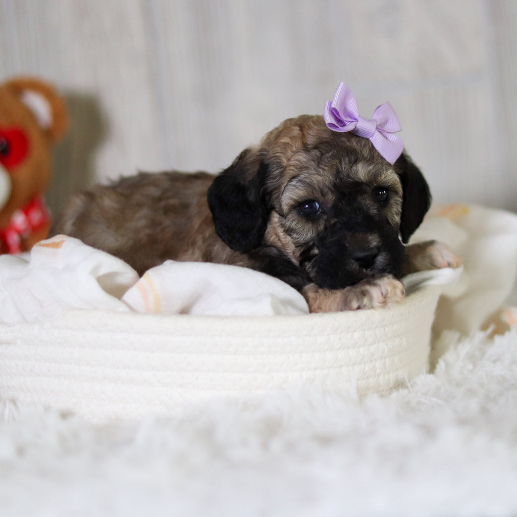 Midge - Available 6/11