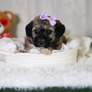 Midge - Available 6/11