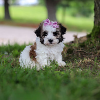 Delilah - Available 6/18