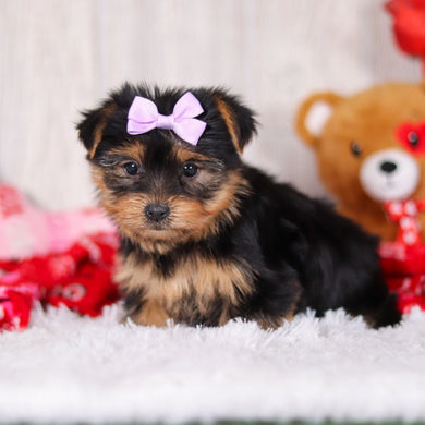 Trina - Available Now