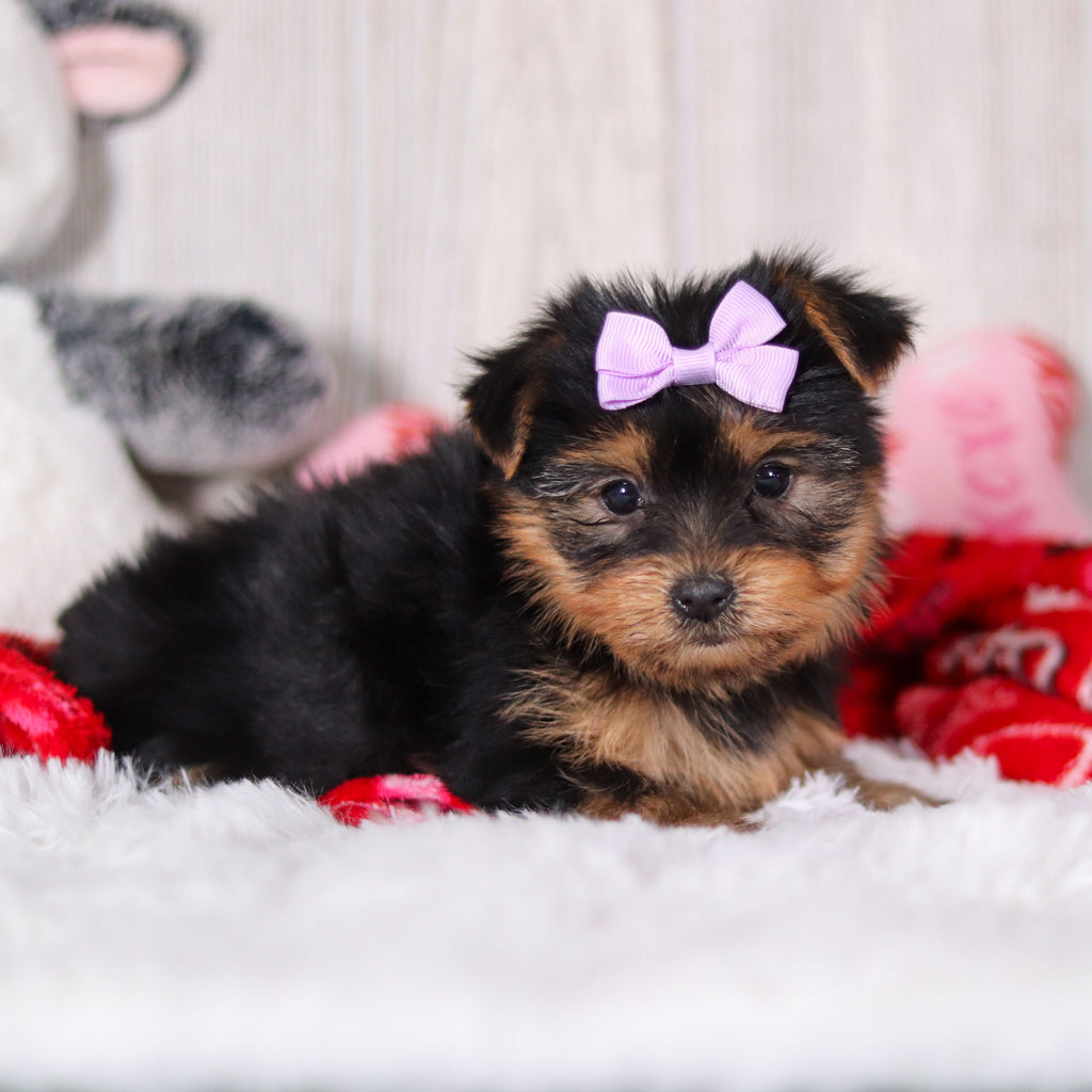 Trina - Available Now