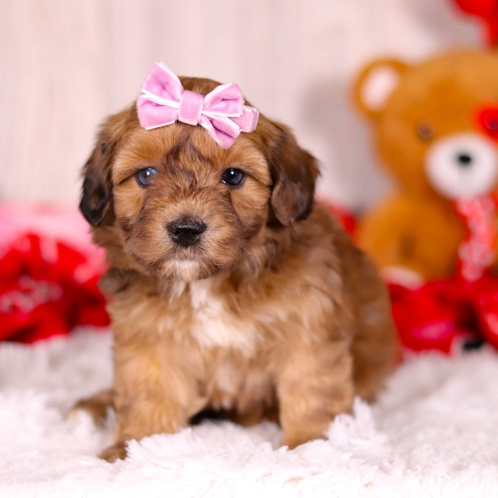 Lizzie - Available 2/11