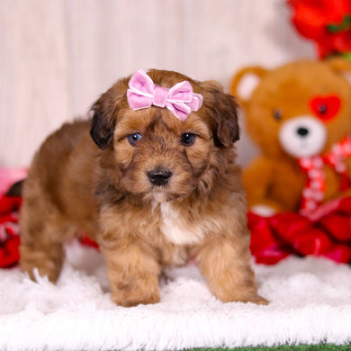 Lizzie - Available 2/11