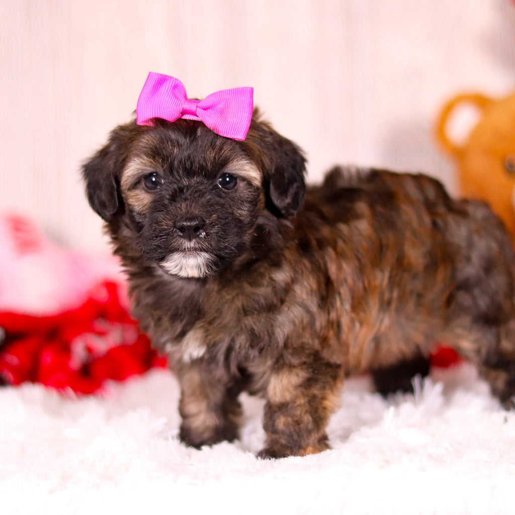 Linda - Available 2/11