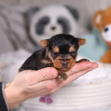 Ocean - Available 3/19