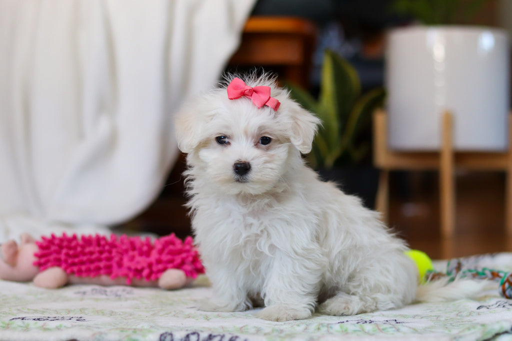 Ruby - Available Now