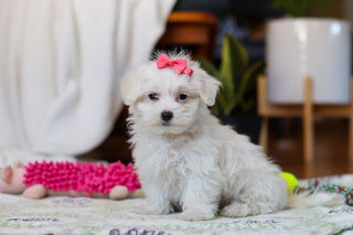 Ruby - Available Now