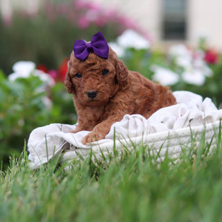 Roxy - Available 9/3