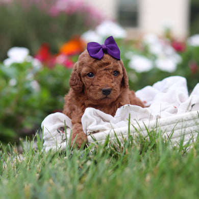 Roxy - Available 9/3