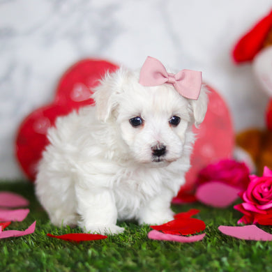 Journey - Available Now