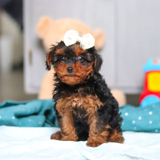 Elphie - Available Now