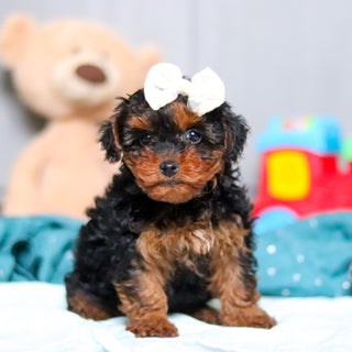 Elphie - Available Now