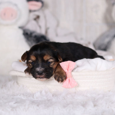 Mateo - Available 3/12