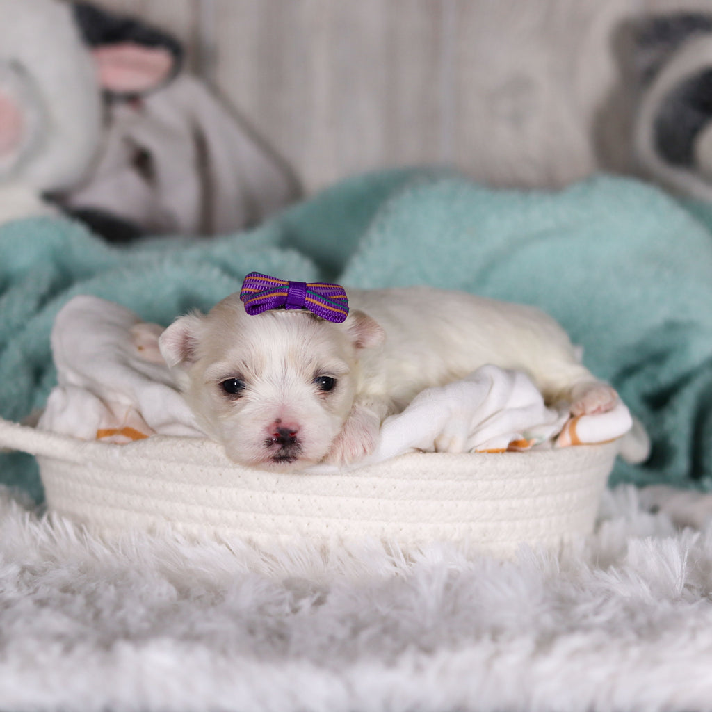 Janet - Available Now