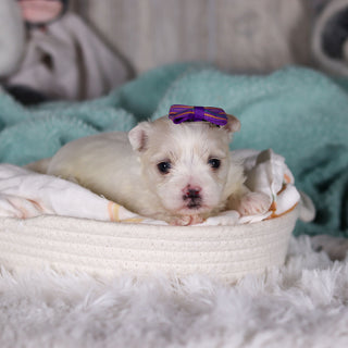 Janet - Available Now