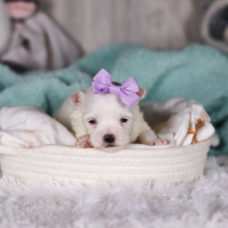 Jackie - Available 3/13