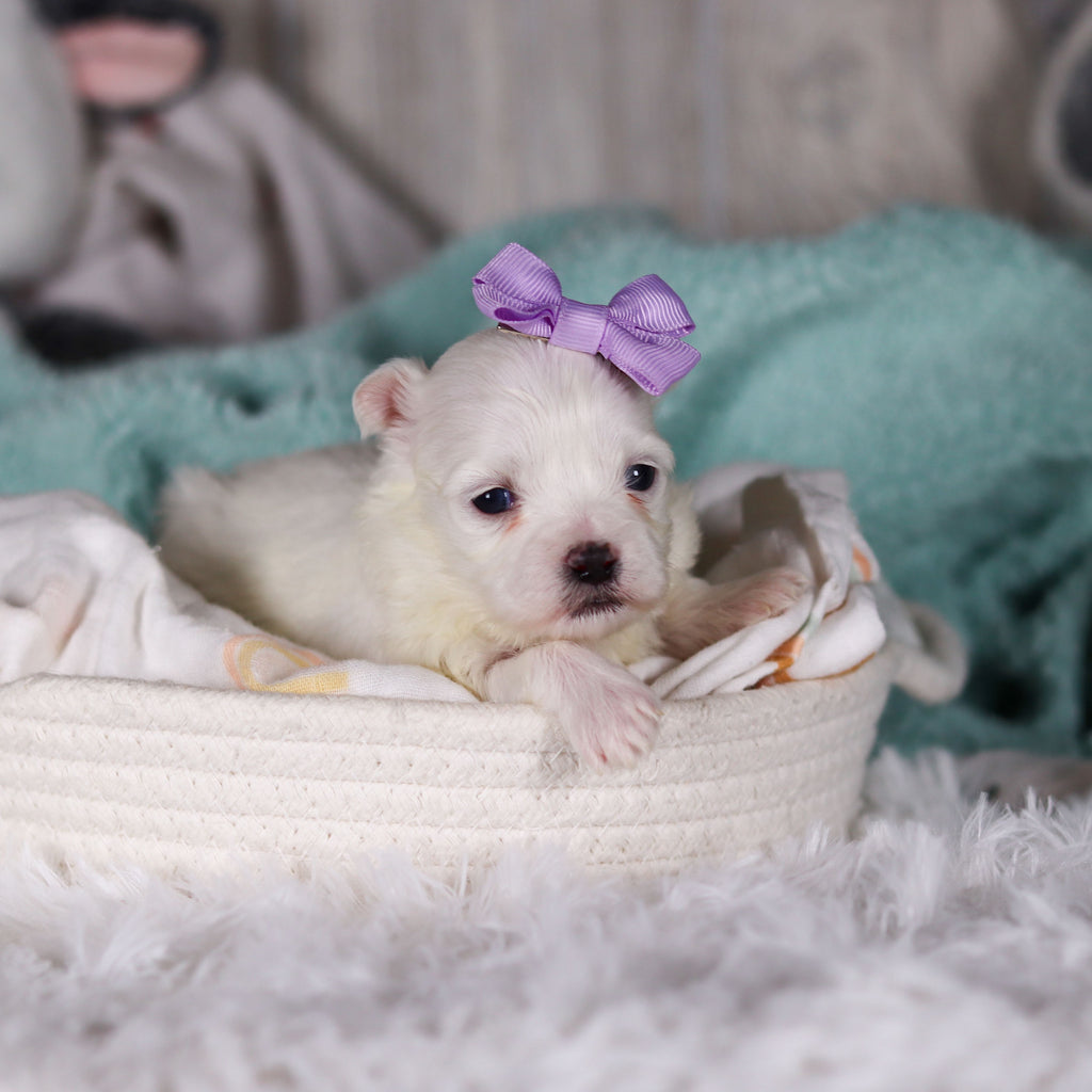 Jackie - Available 3/13