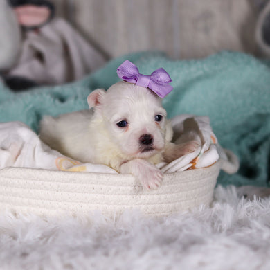 Jackie - Available 3/5