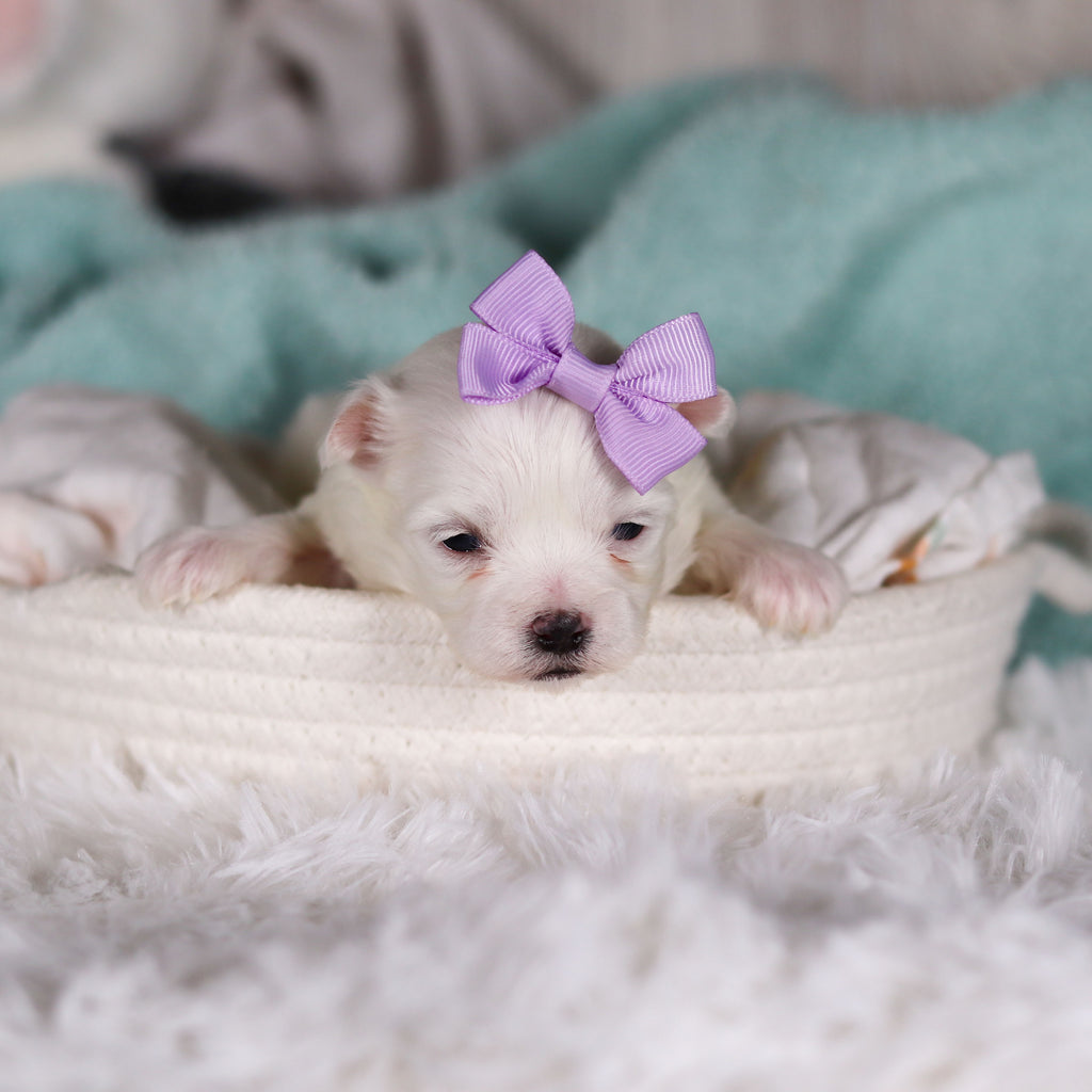 Jackie - Available 3/13