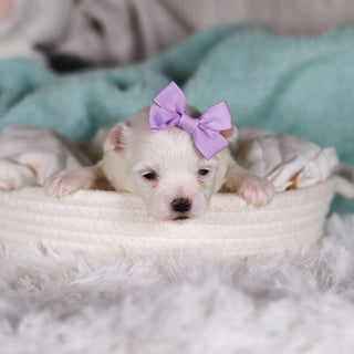 Jackie - Available 3/5