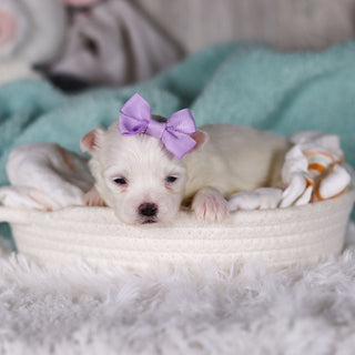 Jackie - Available 3/13