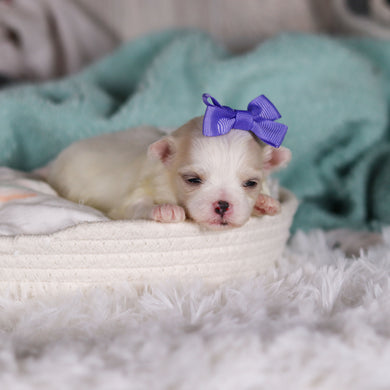 Latoya - Available 3/5