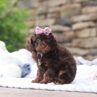 Junie - Available 8/27