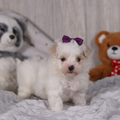 Indigo - Available 2/26