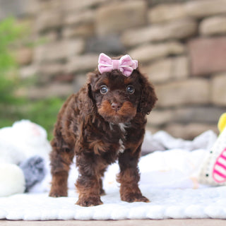 Junie - Available 8/27