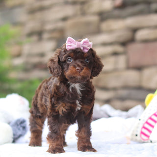 Junie - Available 8/27