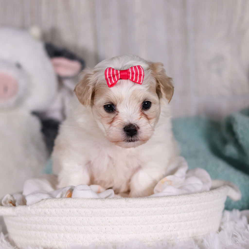 Blue - Available 2/26